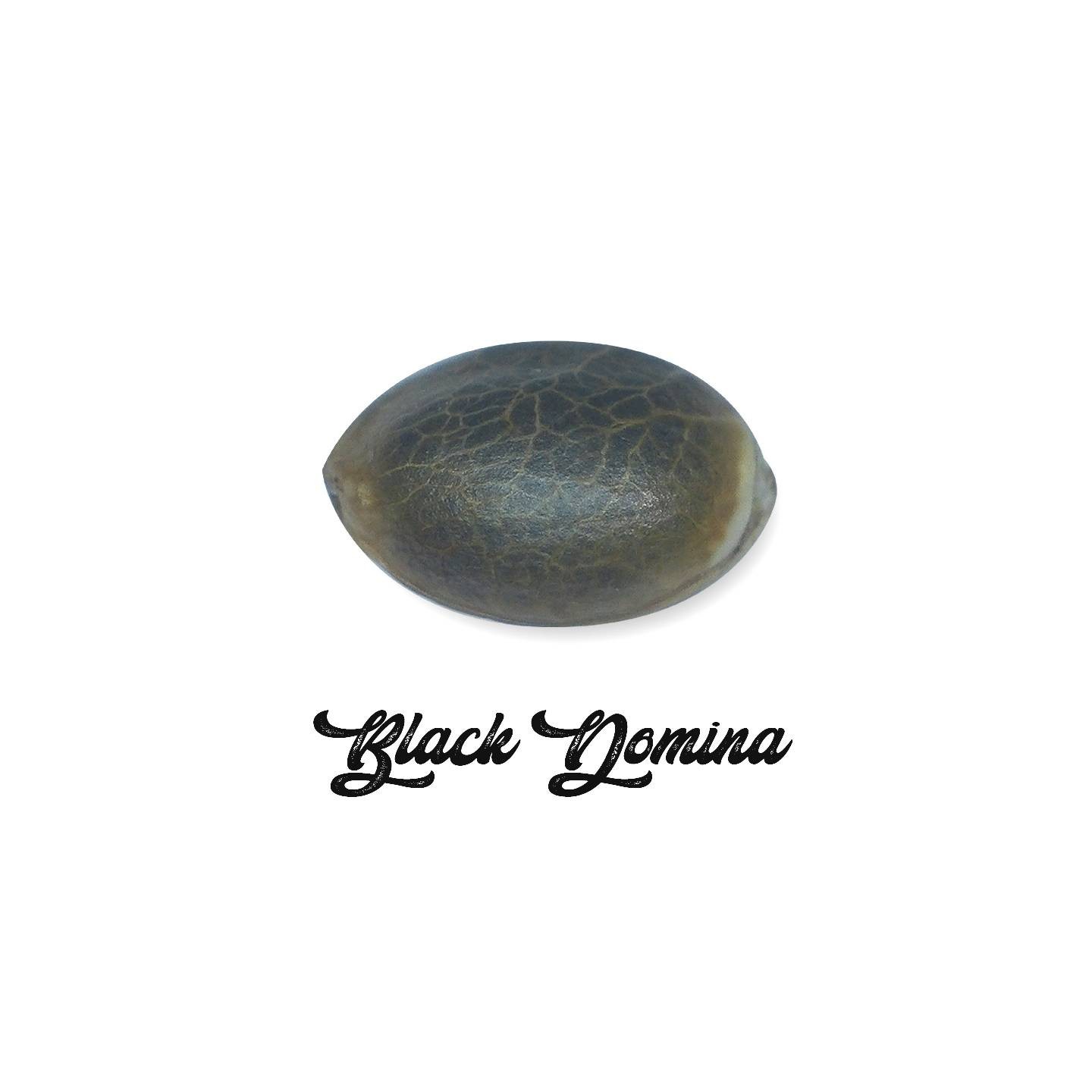 Black Domina Feminizada - OS ( granel) de Genericos MP