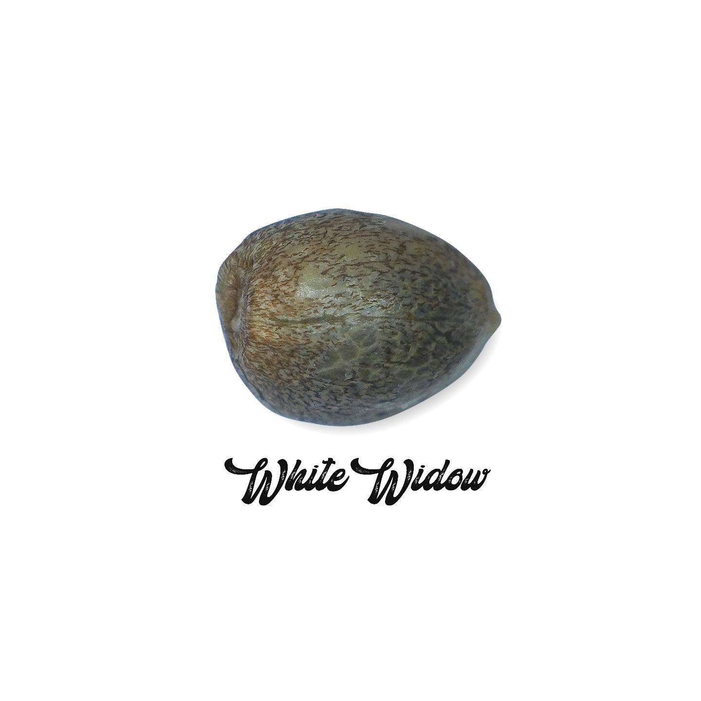 White Widow Feminizada (a granel) - OS de Genericos MP