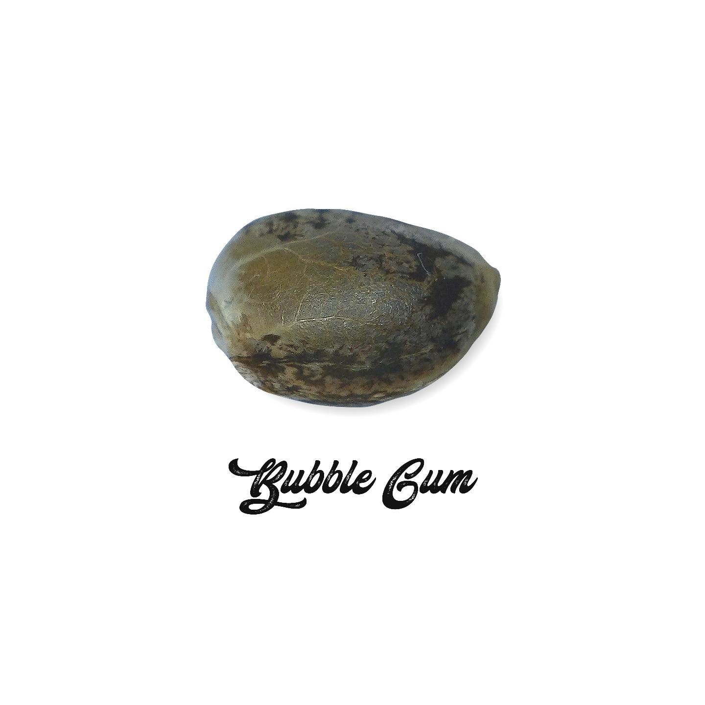 Bubble Gum Feminizada OS (a granel) - OS de Genericos MP