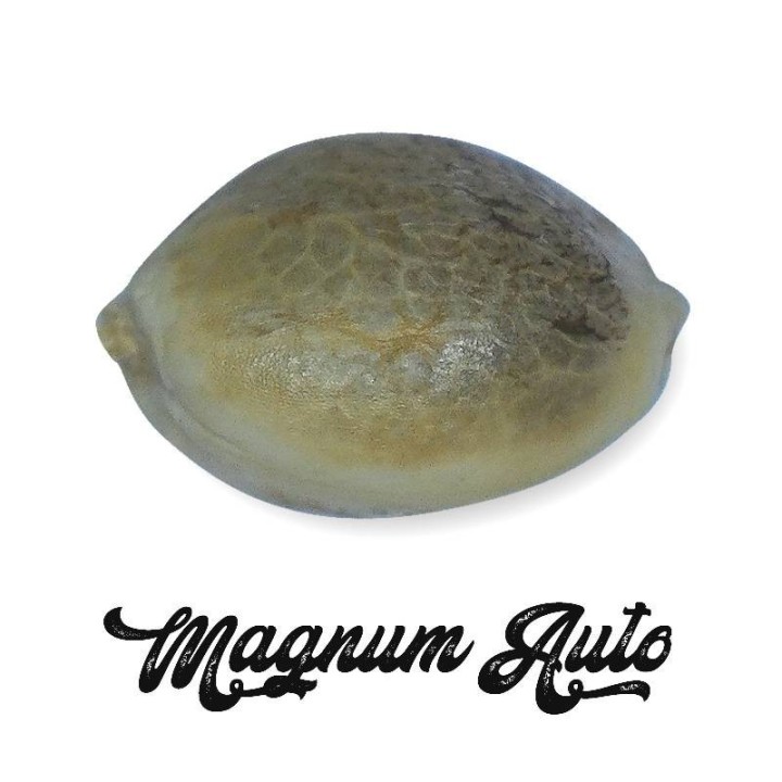 Magnum Autofloreciente Feminizada (a granel) de Genericos MP