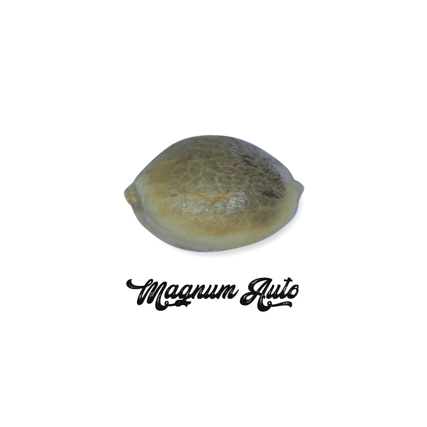 Magnum Autofloreciente Feminizada (a granel) de Genericos MP