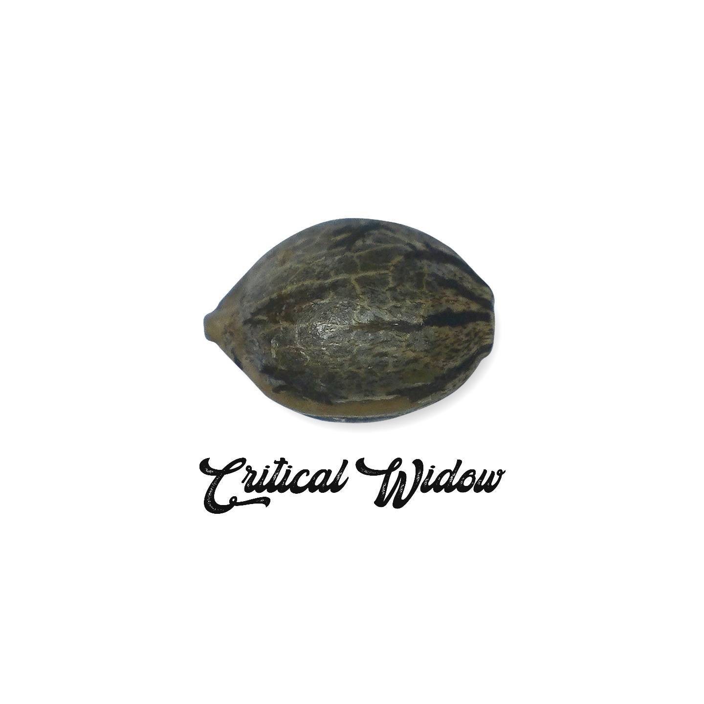 Critical Widow Feminizada (a Granel) - MG de Genericos MP