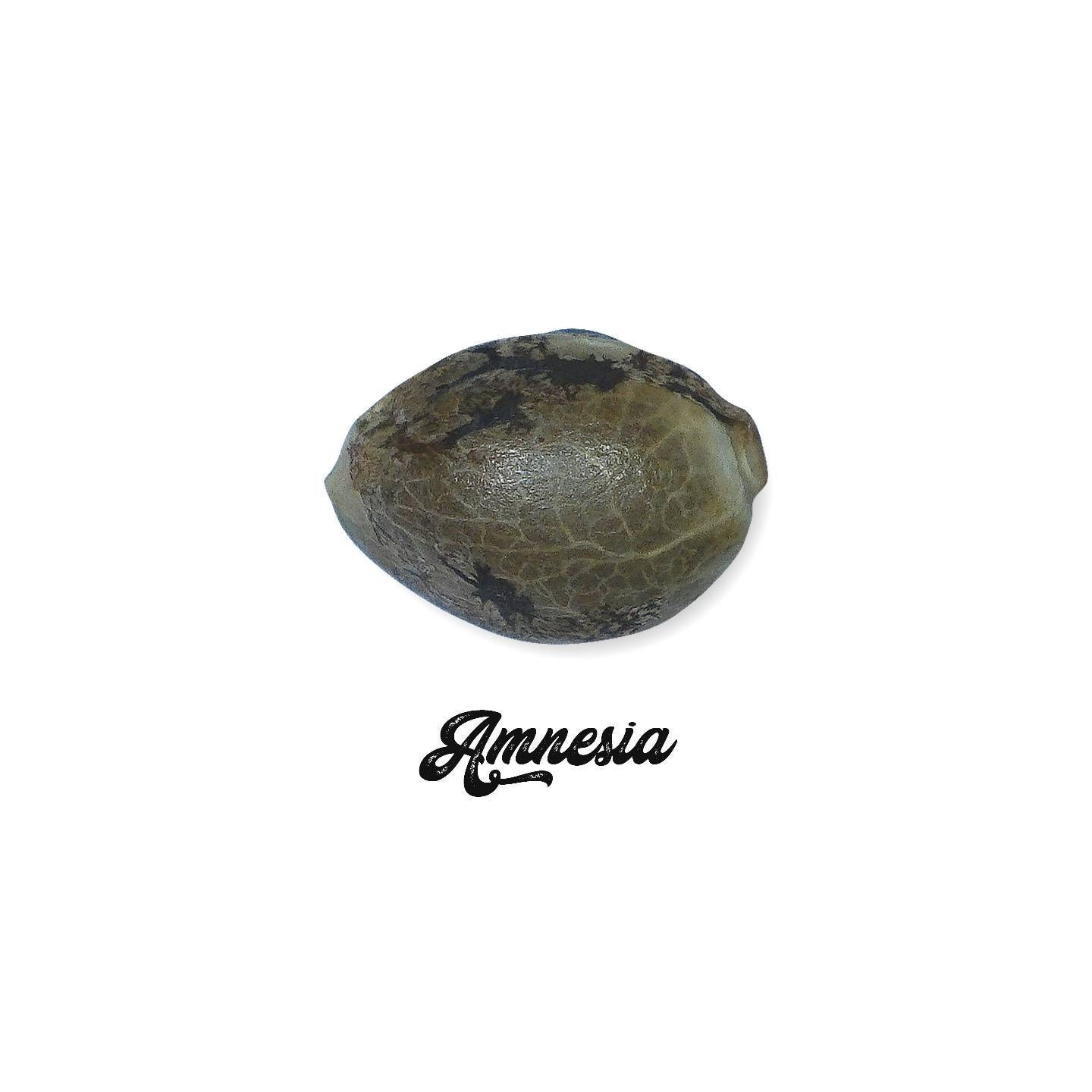 Amnesia Feminizada (a granel) - OS de Genericos MP