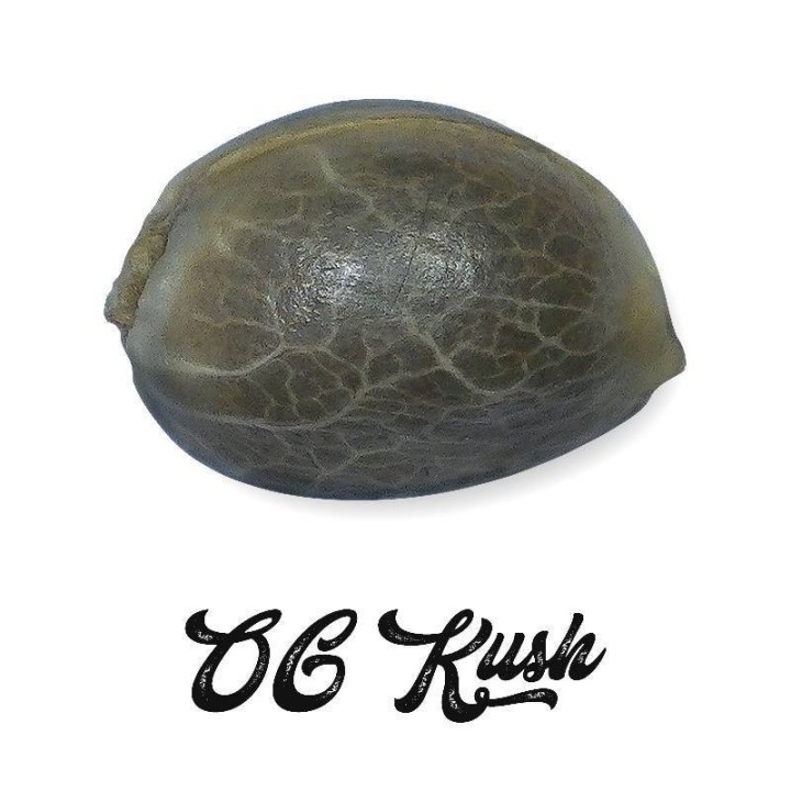 OG Kush Feminizada (A Granel) de Genericos MP