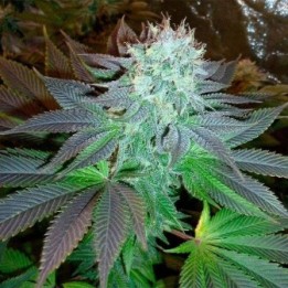 OG Kush Feminizada (A Granel) de Genericos MP