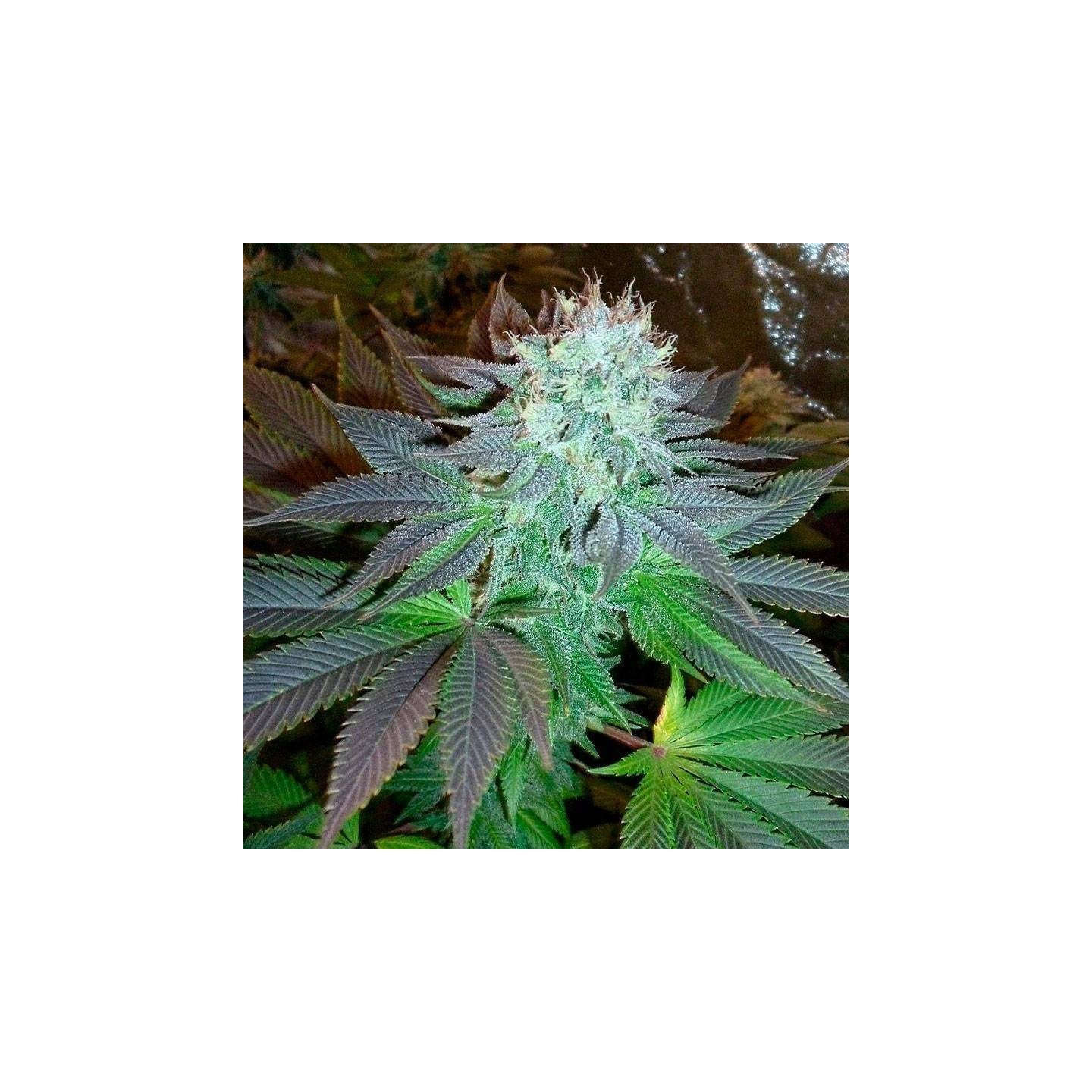 OG Kush Feminizada (A Granel) de Genericos MP