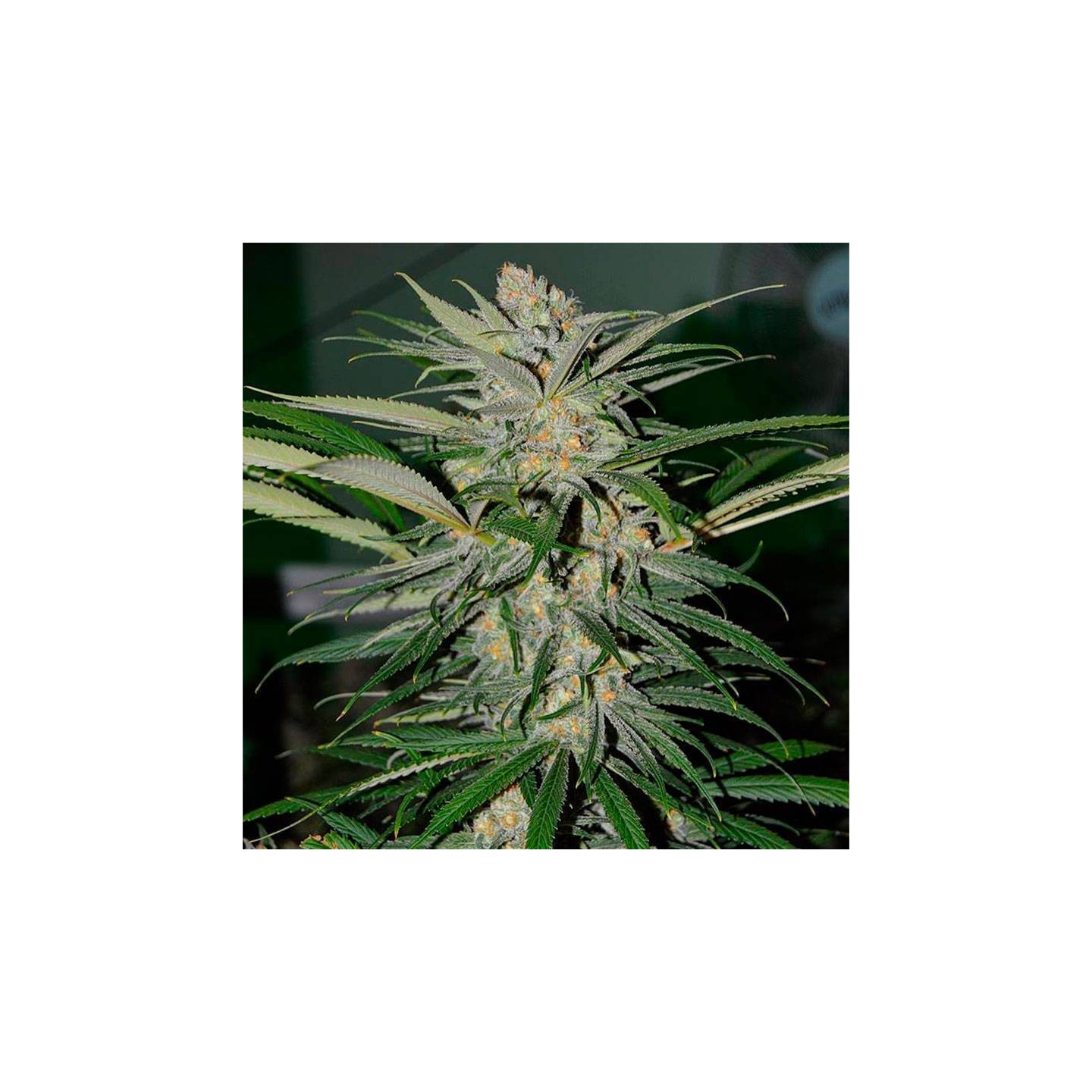 Moby Dick Feminizada (a granel) - OS de Genericos MP