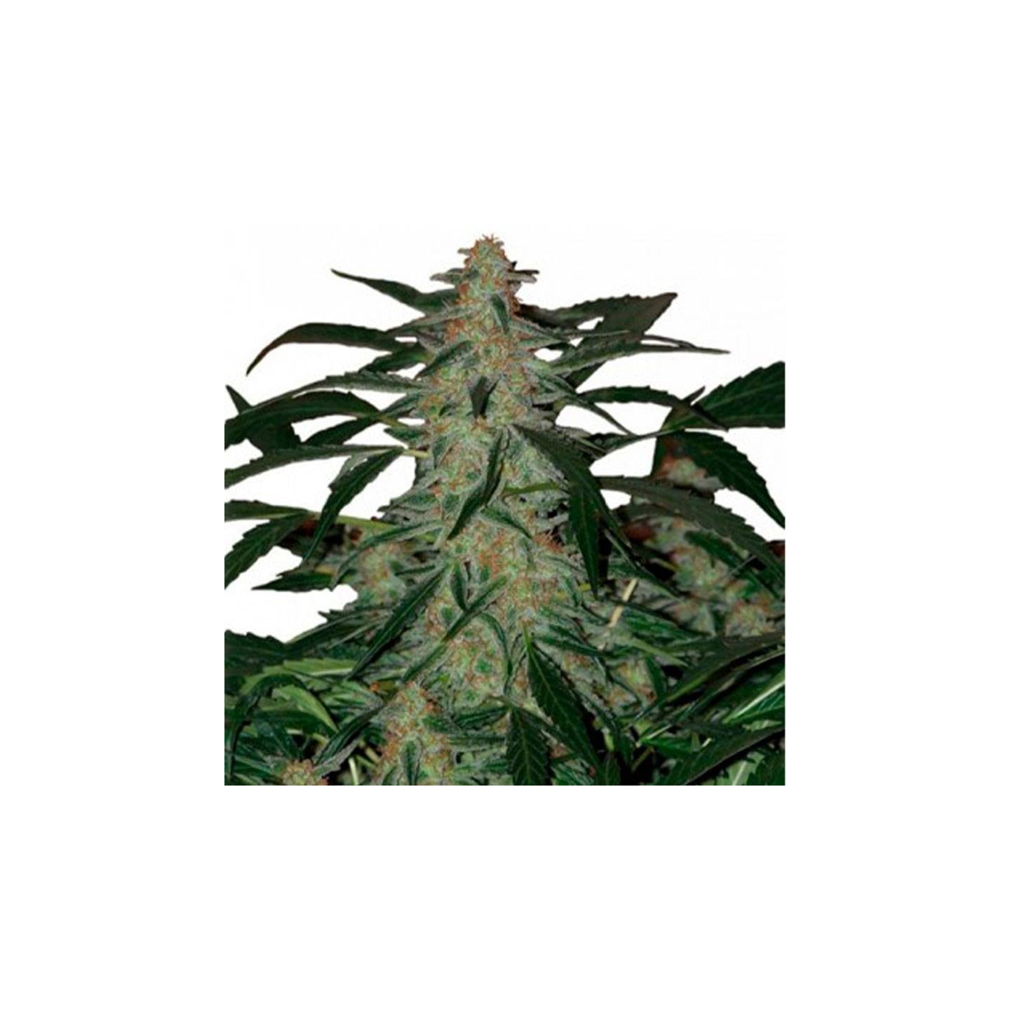 Deimos Auto Feminizada Granel de Genericos MP