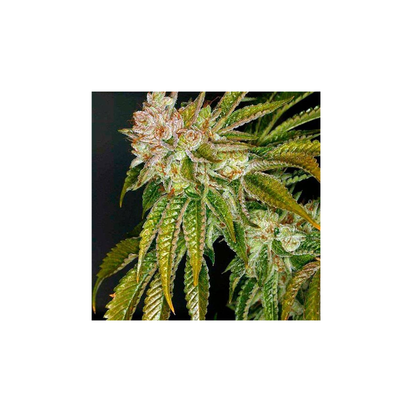 MK Ultra Feminizada Granel - OS de Genericos MP