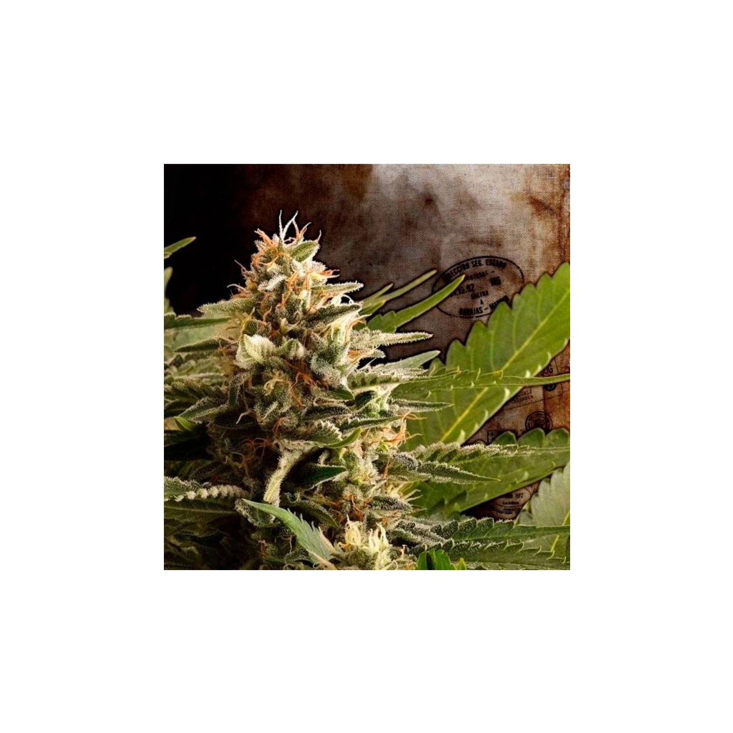 Colombian Jack Feminizada a Granel de Genericos MP