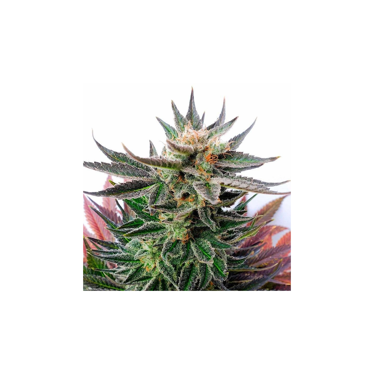 Sativa Dream Feminizada a Granel de Genericos MP