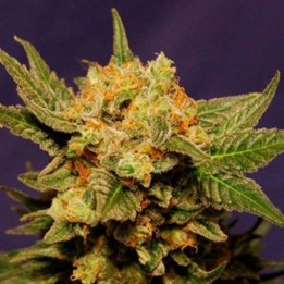 Big Bull Feminizada a granel de Genericos MP