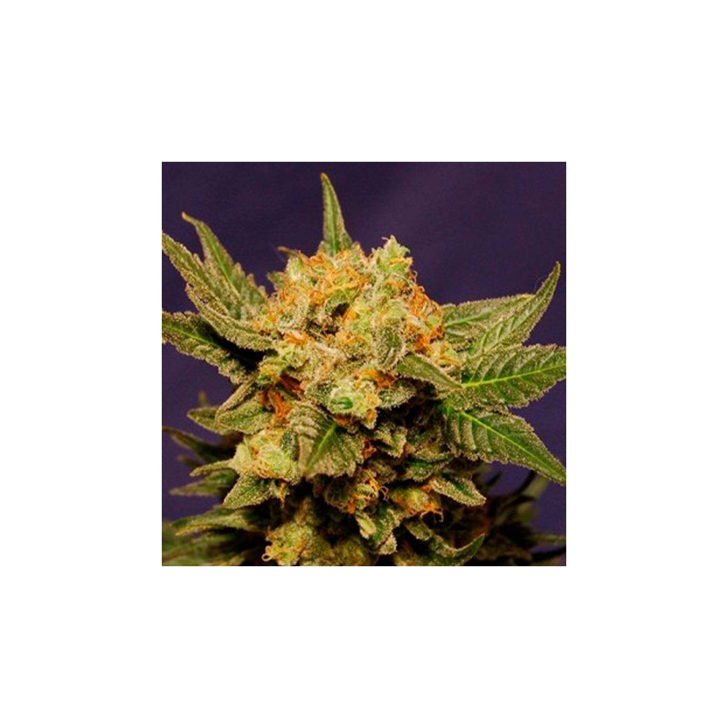 Big Bull Feminizada a granel de Genericos MP