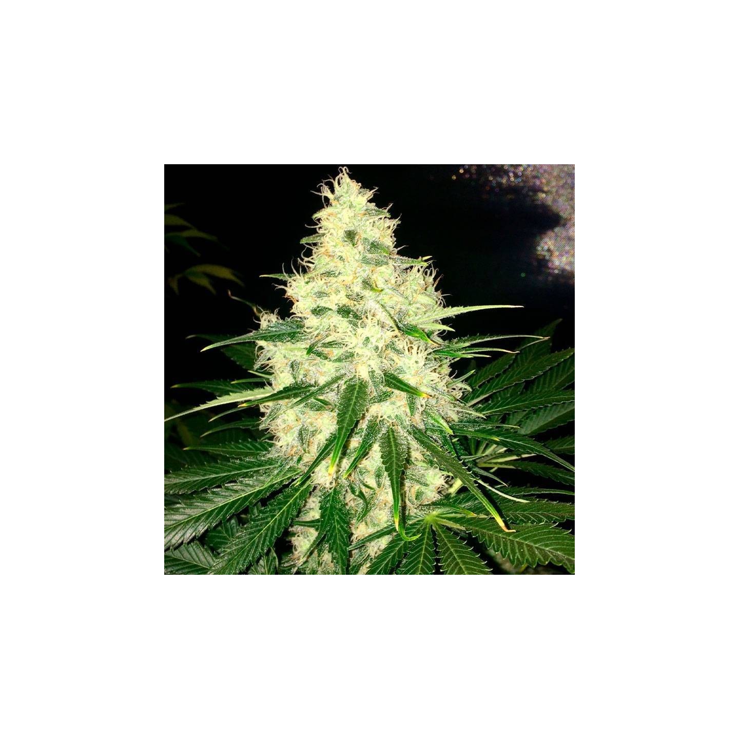 Mataro Blue Feminizada a granel - OS de Genericos MP