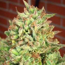 Cookies Haze Feminizada a granel de Genericos MP