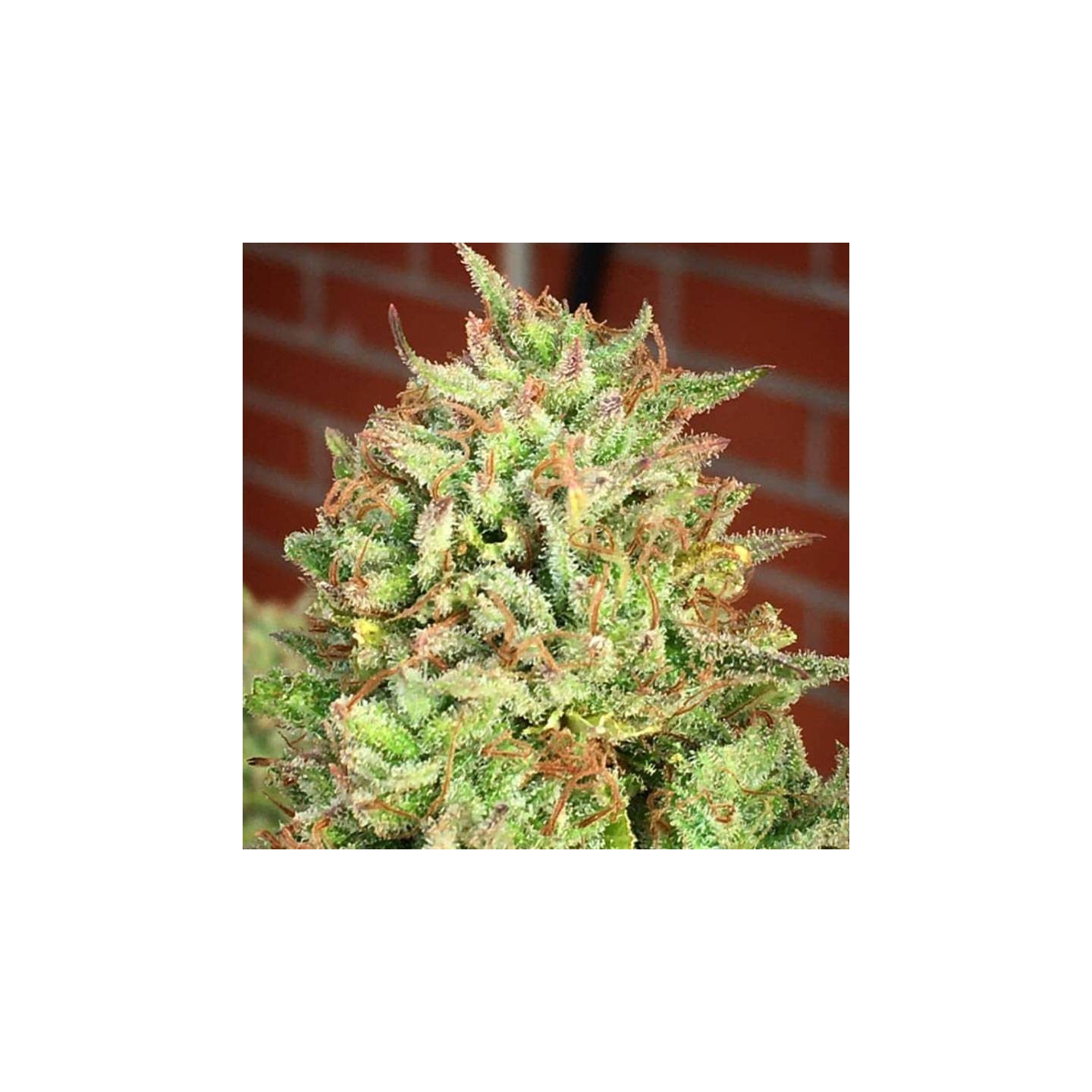 Cookies Haze Feminizada a granel de Genericos MP