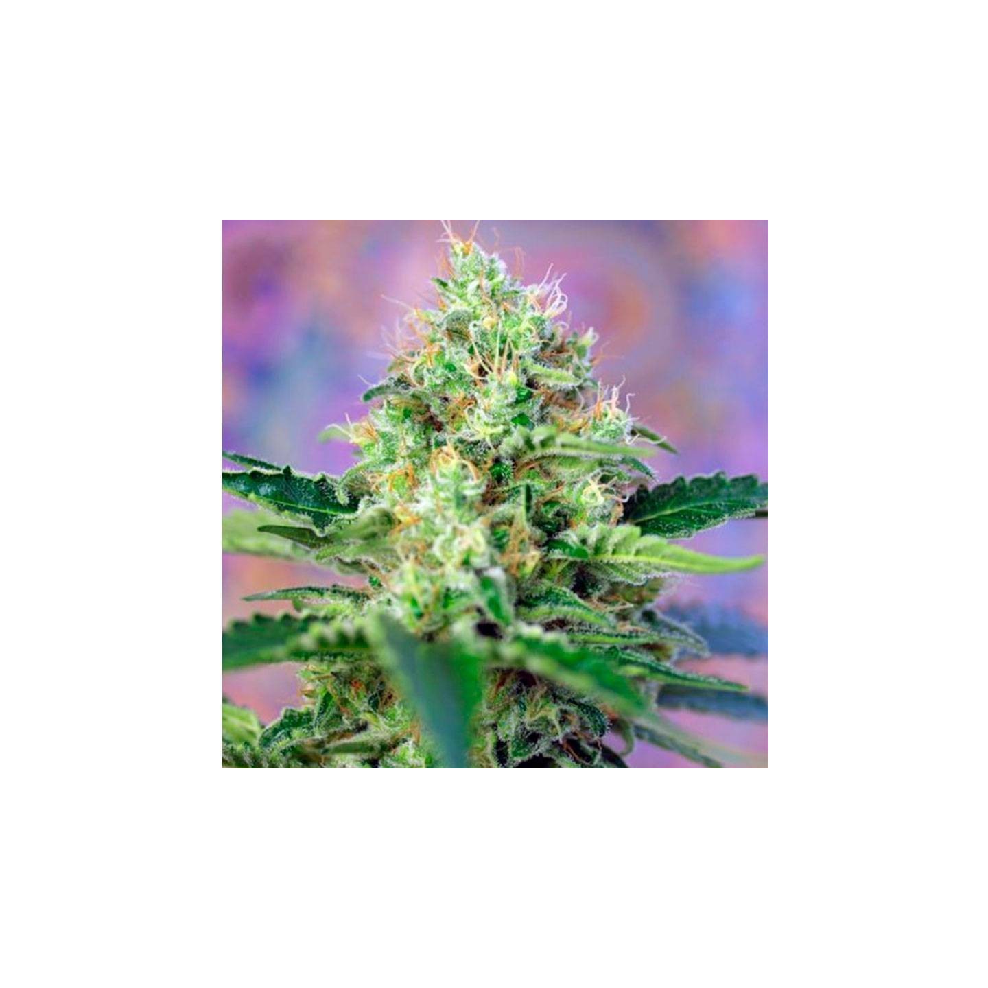 Crystal Candy Feminizada de Sweet Seeds