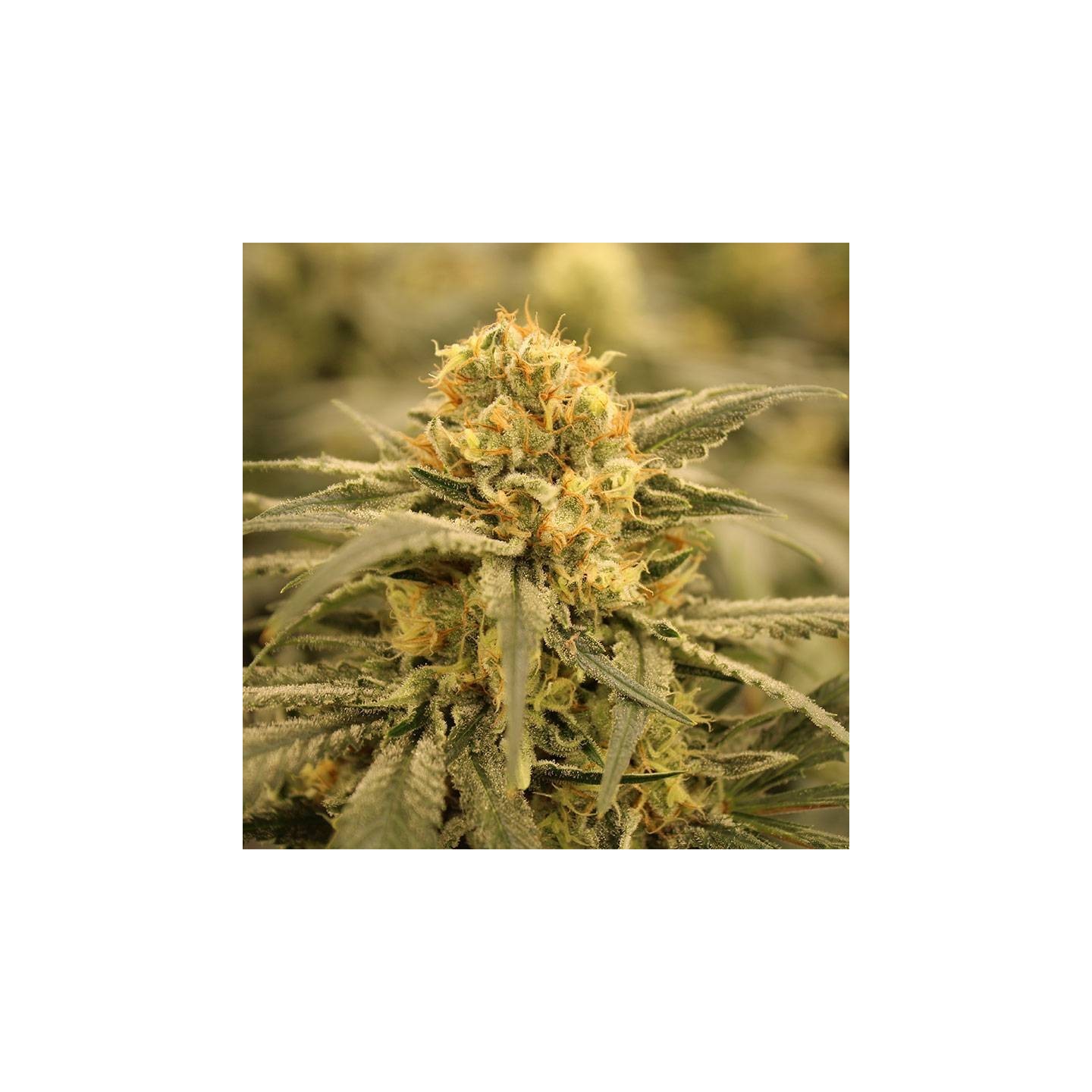 AK-47 Feminizada (A Granel) OS de Genericos MP