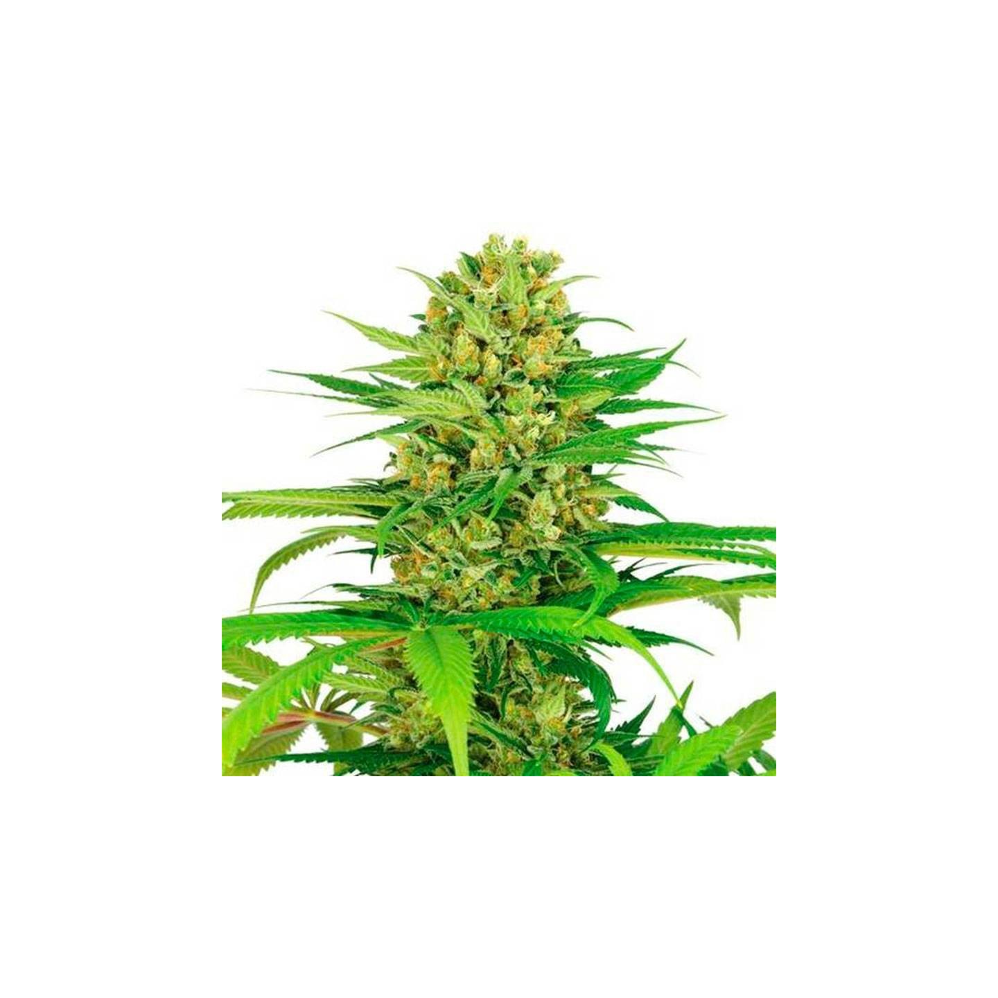 Critical XXX feminizada (a granel) - OS de Genericos MP
