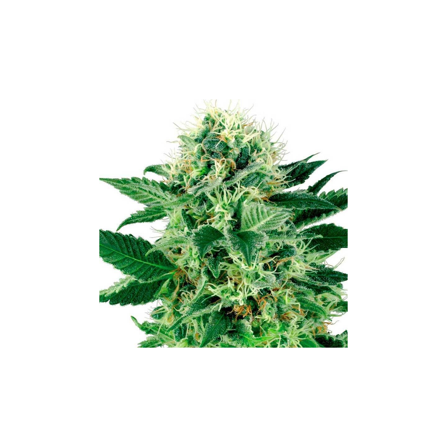 Magnum Auto (a granel) OS de Genericos MP