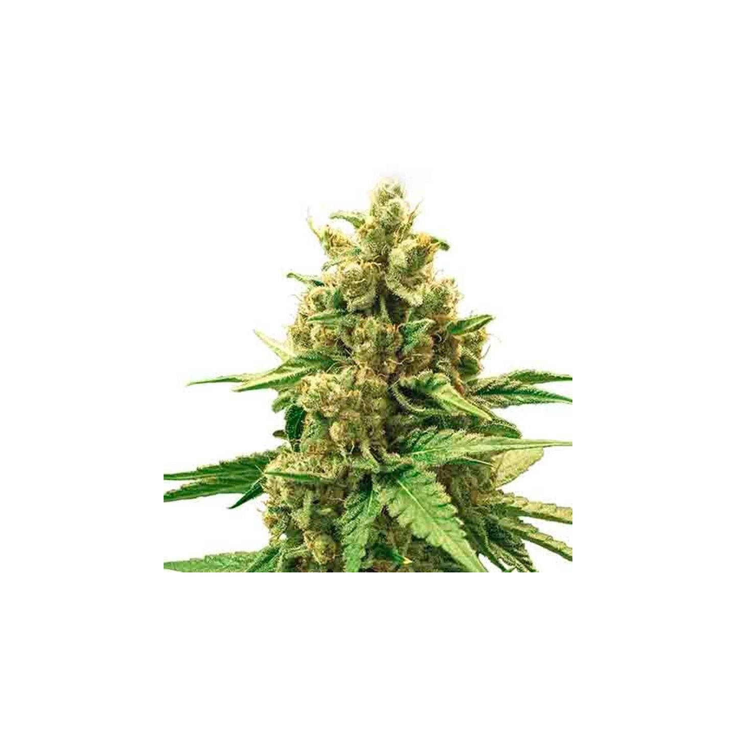 Diamond Autofloreciente Feminizada (granel) OS de Genericos MP