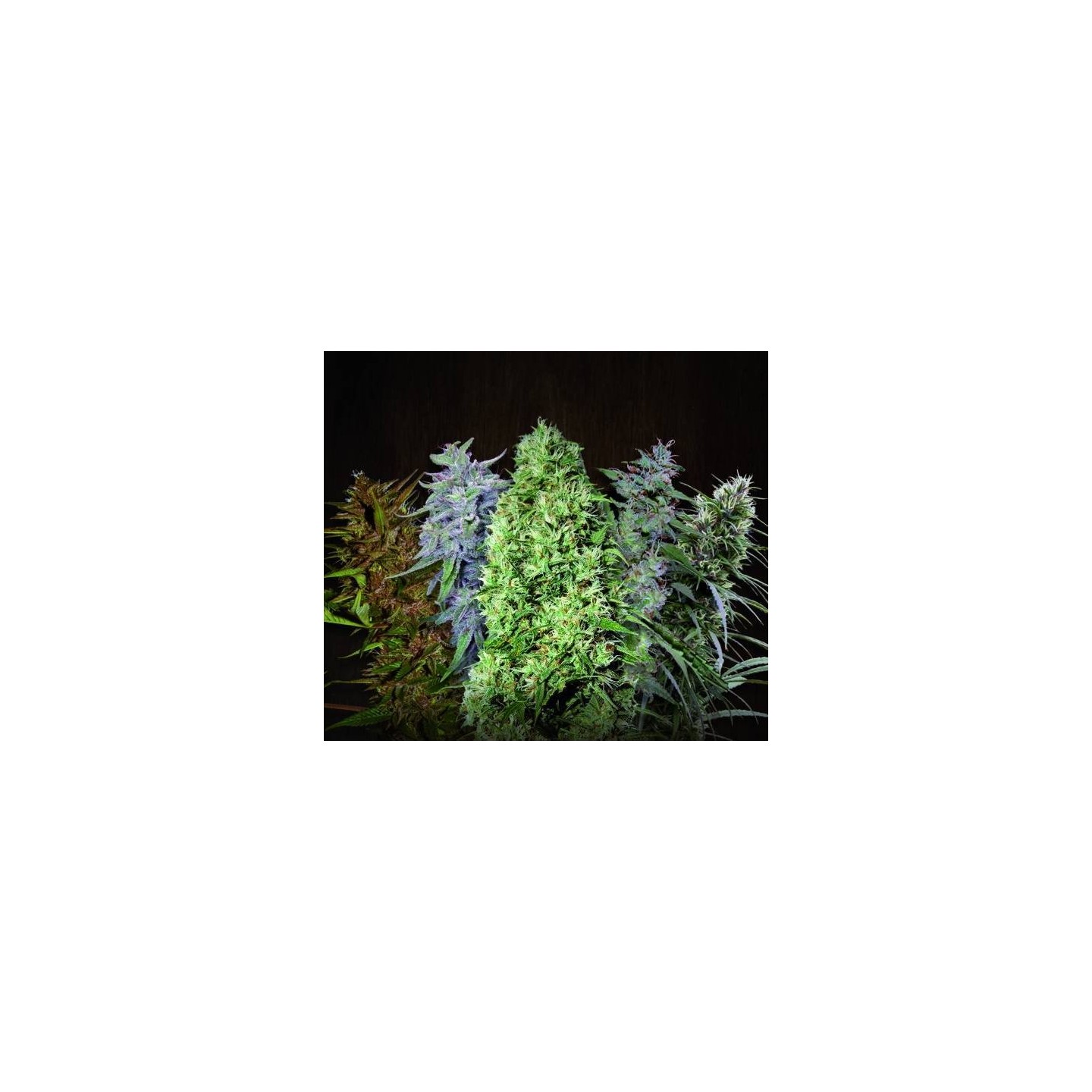 ACE Mix Regular de Ace Seeds