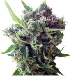 Auto Zamaldelica Feminizada de Ace Seeds