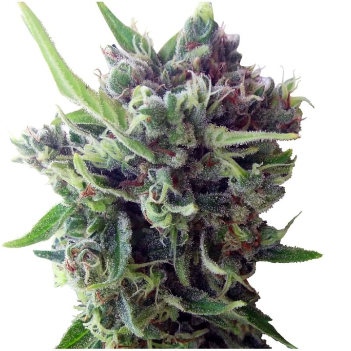 Auto Zamaldelica Feminizada de Ace Seeds