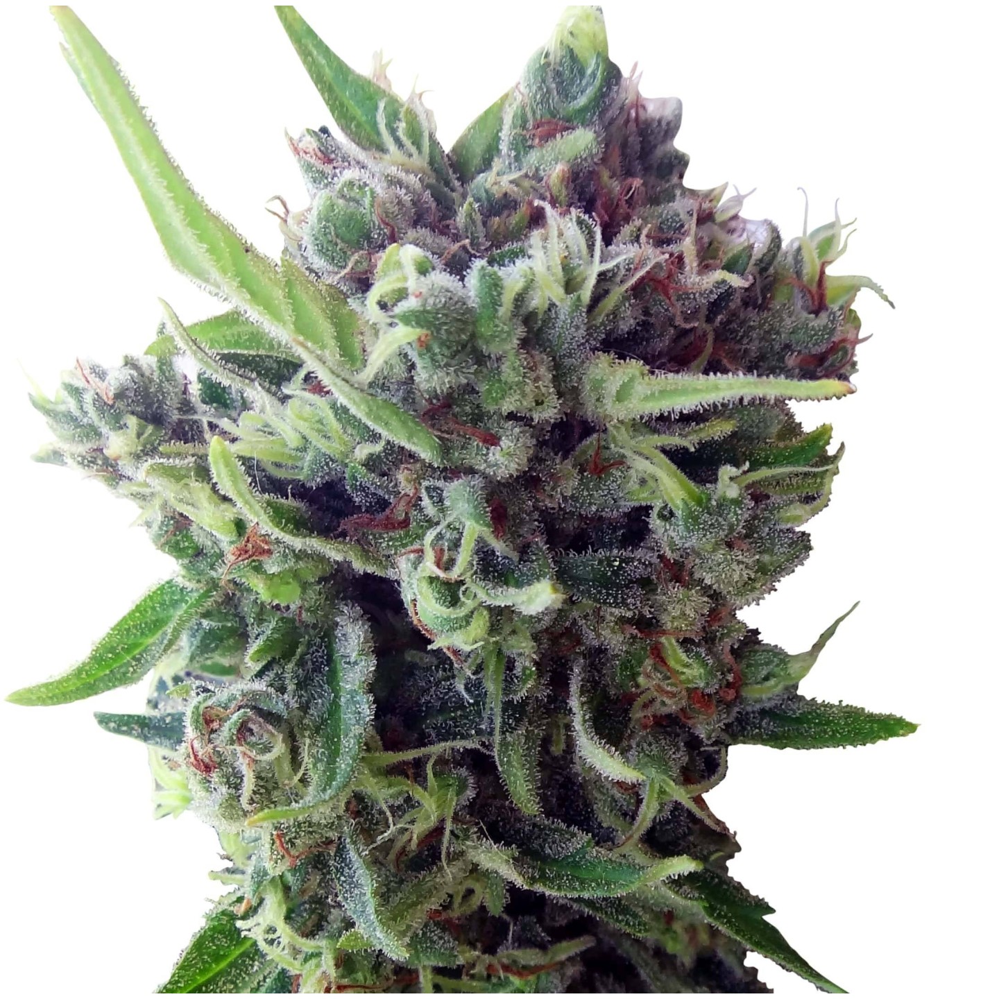 Auto Zamaldelica Feminizada de Ace Seeds