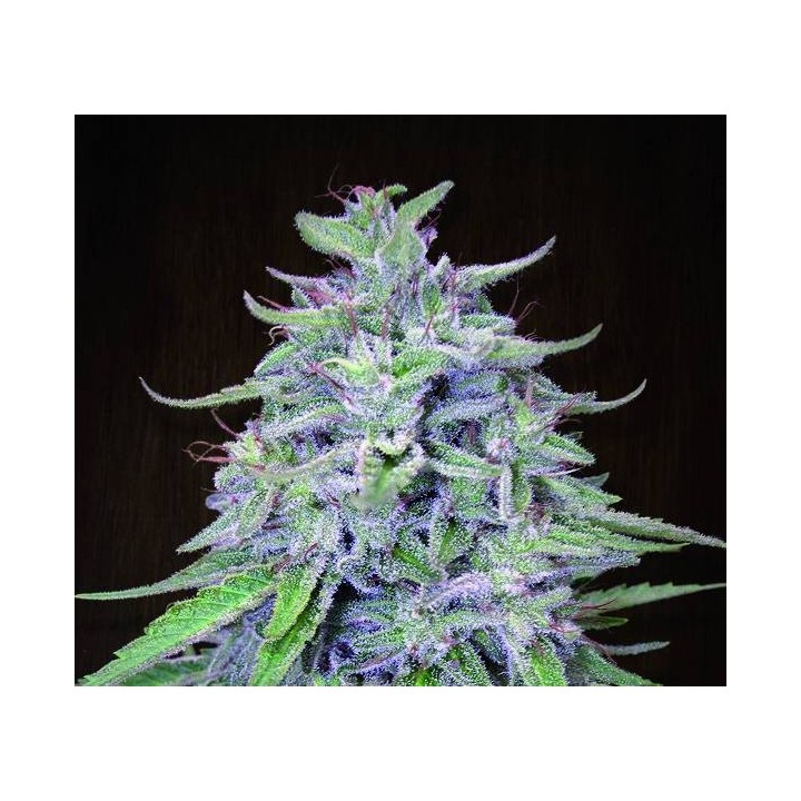 Bangi Haze Regular de Ace Seeds