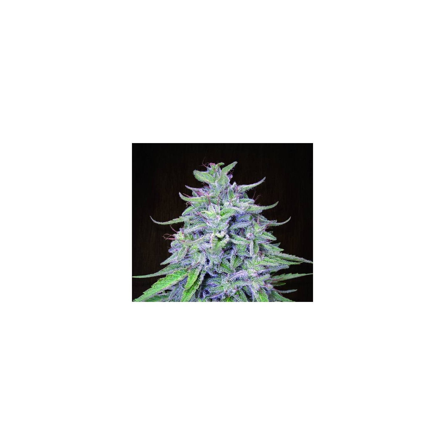 Bangi Haze Regular de Ace Seeds