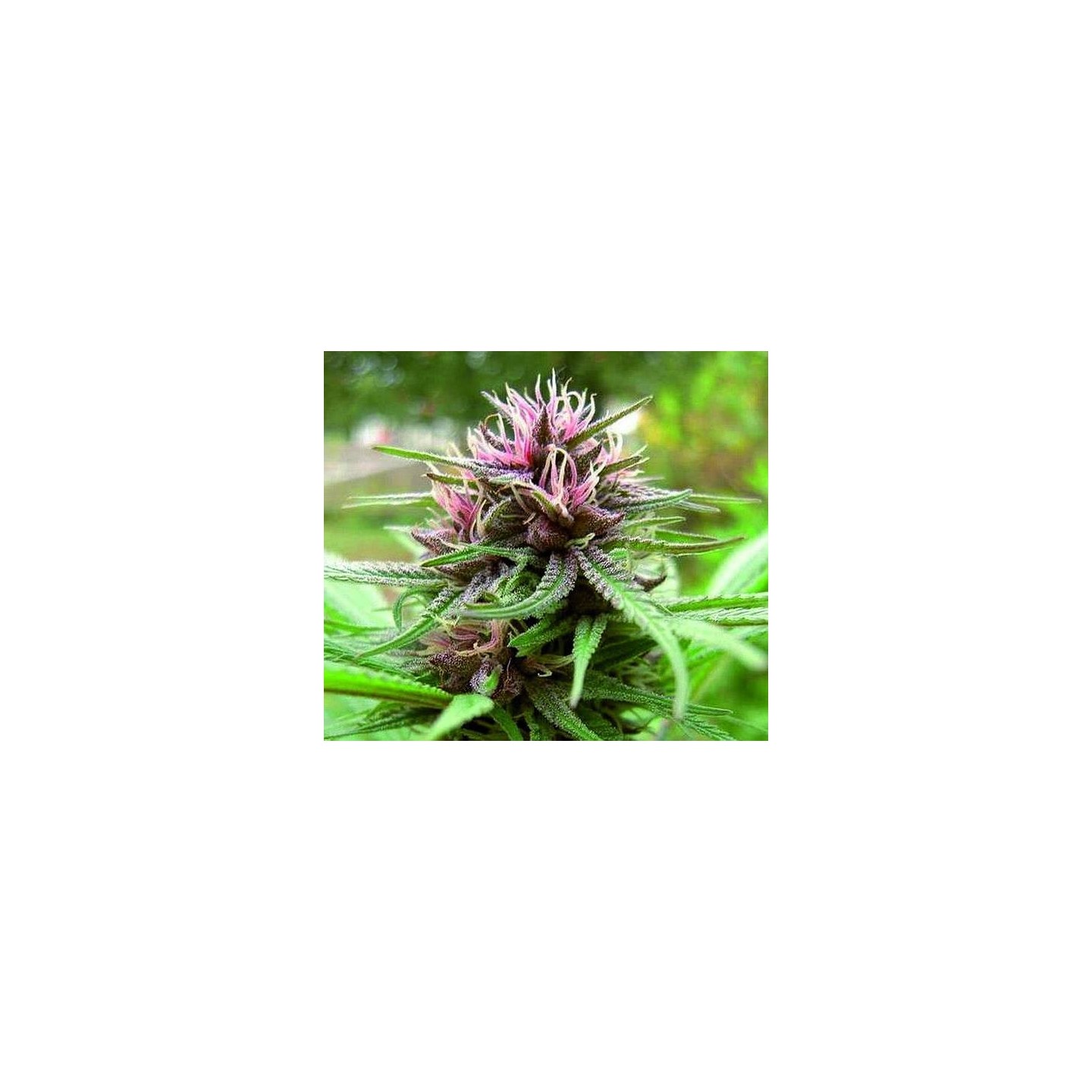 ErdPurt Regular de Ace Seeds