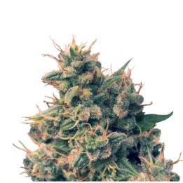 Guawi Regular de Ace Seeds