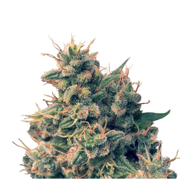 Guawi Regular de Ace Seeds