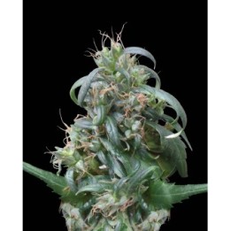 Hokkaido Japan Hemp Regular de Ace Seeds