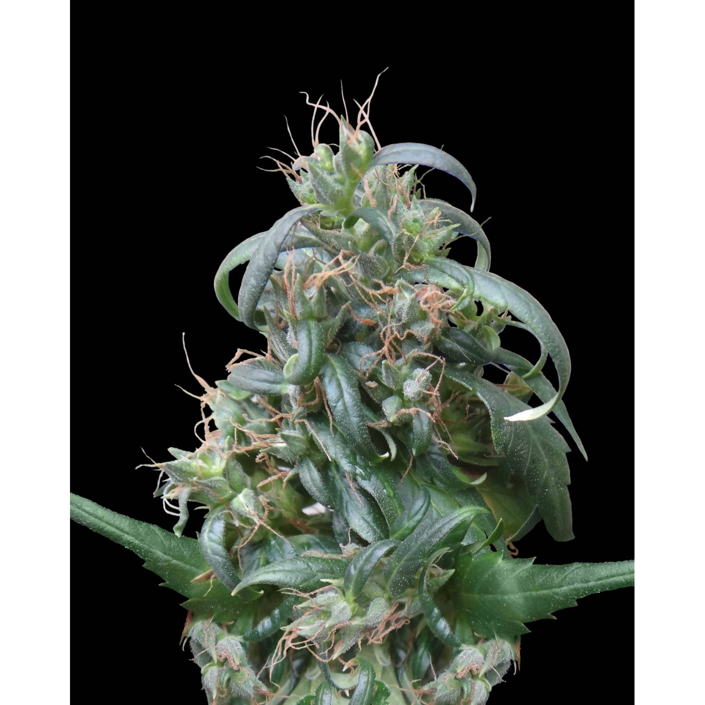 Hokkaido Japan Hemp Regular de Ace Seeds