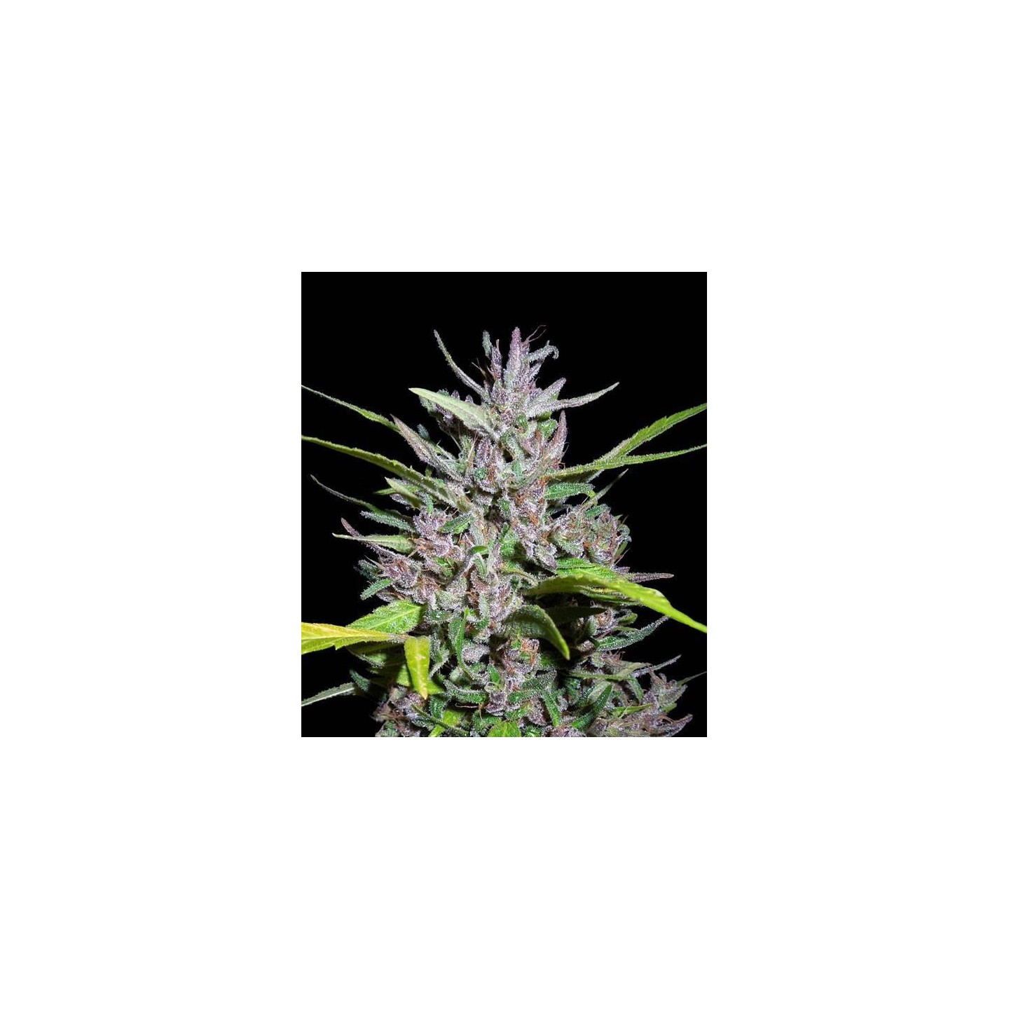 Honduras x Panama Regular de Ace Seeds