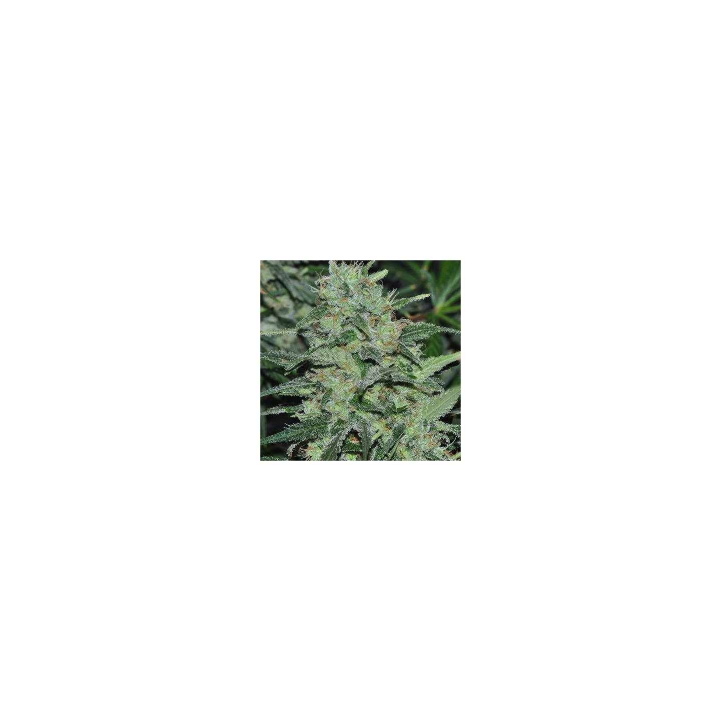 Malawi Regular de Ace Seeds