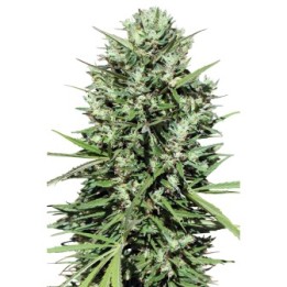Marruecos Beldia Kif Regular de Ace Seeds