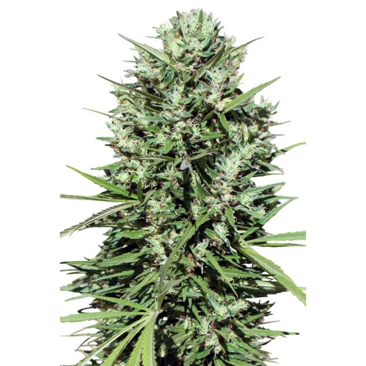 Marruecos Beldia Kif Regular de Ace Seeds