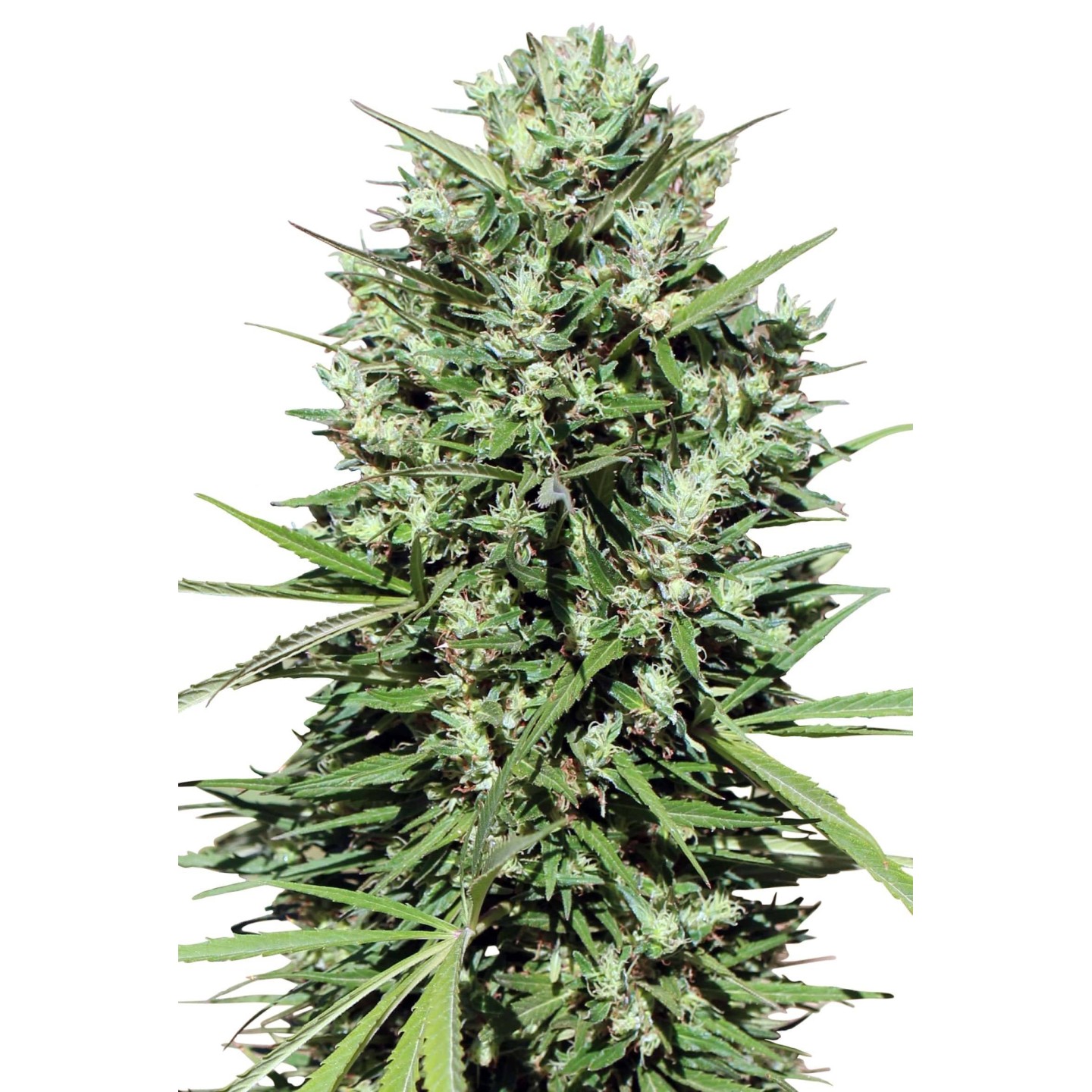 Marruecos Beldia Kif Regular de Ace Seeds