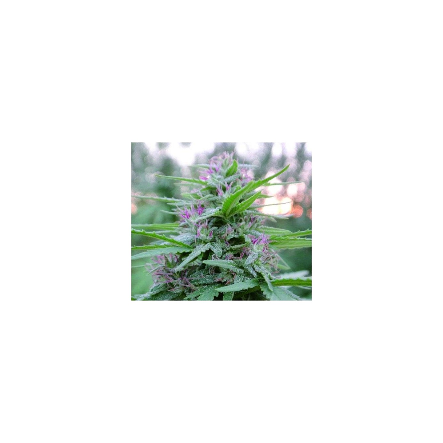 Panama Regular de Ace Seeds