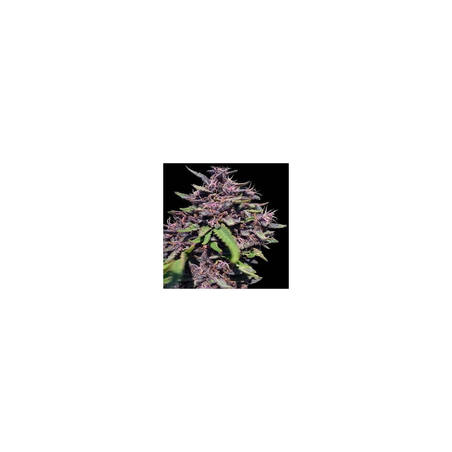 Panama x PCK Feminizada de Ace Seeds