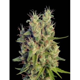 Super Malawi Haze Regular de Ace Seeds