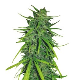 Thai x Panama Feminizada de Ace Seeds