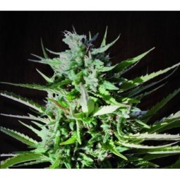 Tikal Regular de Ace Seeds