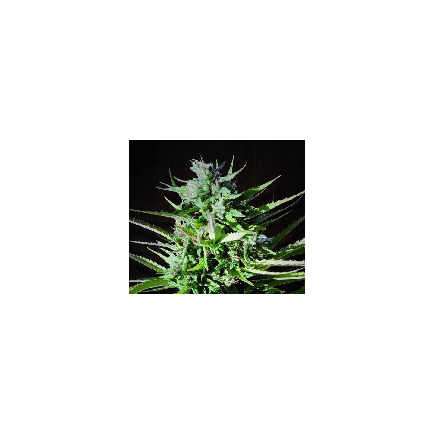Tikal Regular de Ace Seeds