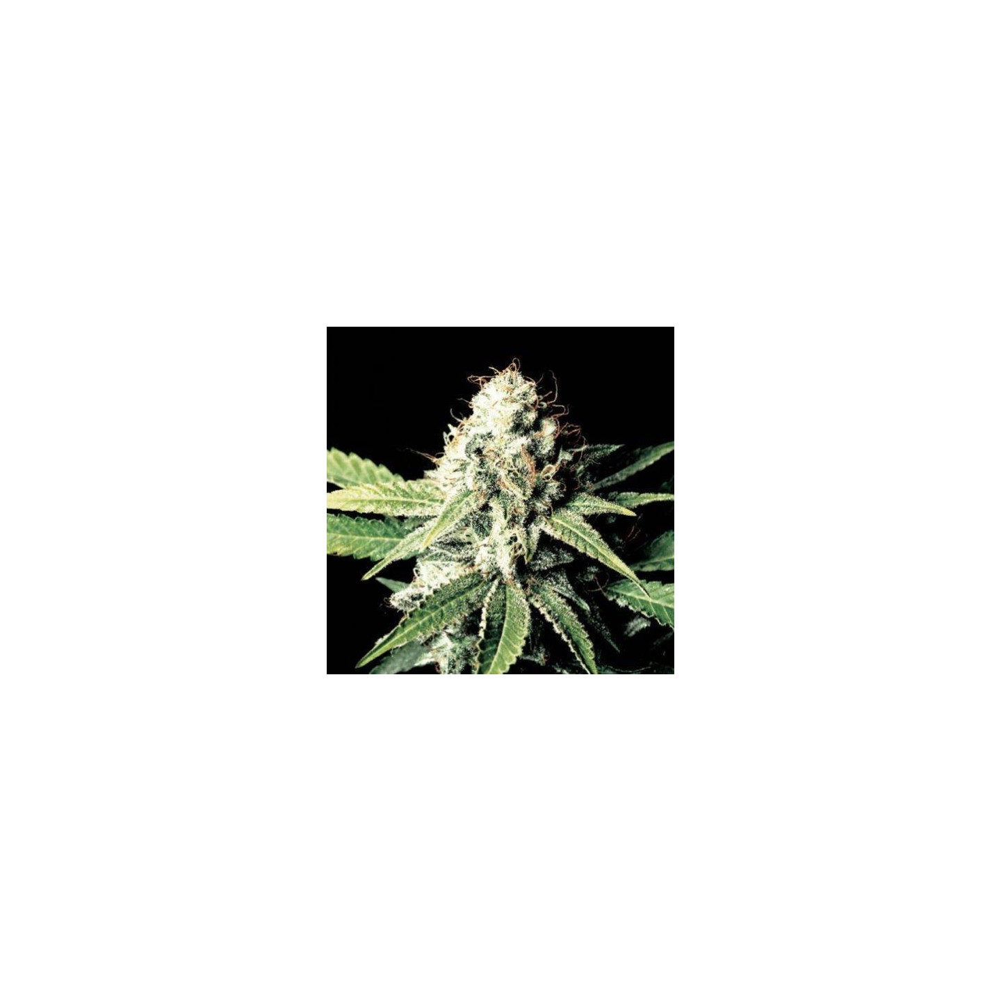 White Shark granel - OS de Genericos MP