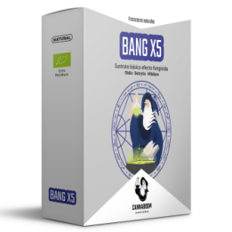 Bang X5 de Cannaboom