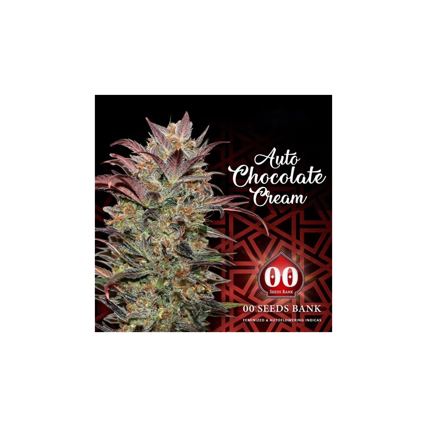 Chocolate Cream Autofloreciente Feminizada de 00 Seeds